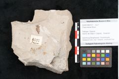 Foto (Objekt + Etikett) von Chara meriani Braun (NHMW-GEO-2024-0188-6727)